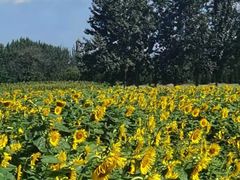 -汉长安城未央宫国家考古遗址公园