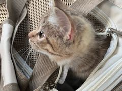 -心仪动物医院·牙专科·肿瘤·心脏科(西客站院)