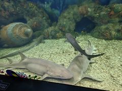 -上海海昌海洋公园