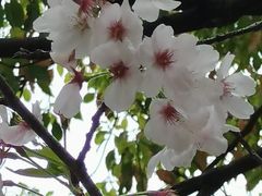 -高东镇樱花园