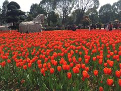 -东南花都花博园