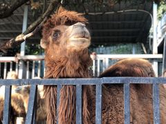 -泉州海丝野生动物世界