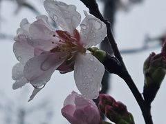 -花博汇(知音花月夜)