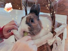 -猫猫幼稚园·撸猫·桌游·电玩