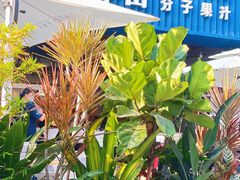 -野萃山·潮汕厚果汁(十亩地店)