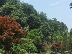 -龙井村