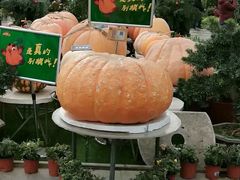 -北戴河集发农业梦想王国