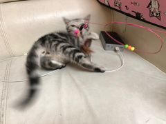 -lincat·猫舍(广州店)