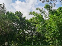 -番禺大夫山森林公园