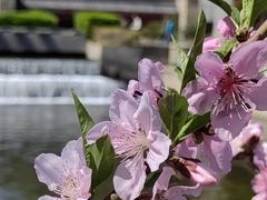 -海棠花溪(元大都城垣遗址公园)