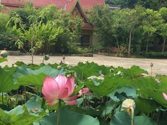 -西双版纳勐泐文化旅游区