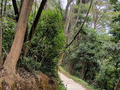 -黄埔油麻山森林公园