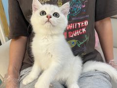 -lincat·猫舍(广州店)