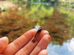 -重庆彩云湖湿地公园