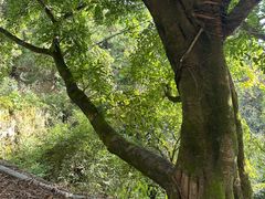 -铁山坪森林公园