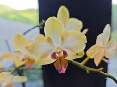 -太湖饭店玉兰厅(自助餐厅)