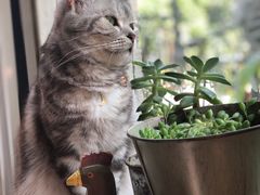 猫咪咖啡-海边的猫和咖啡馆
