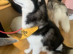 -Husky Go! 哈士奇体验馆·宠物咖啡厅狗咖