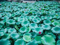 -无锡蠡湖国家湿地公园-蠡园