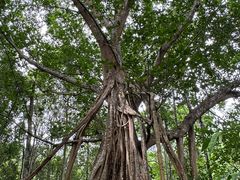 -中国科学院西双版纳热带植物园