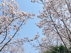 -梅花山(明孝陵内)