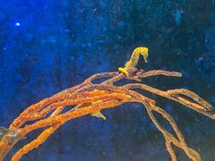-珠海长隆海洋王国