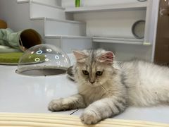 -COLOR PETS 撸猫馆·购猫·猫咖(长风大悦城店)