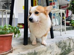 -小梁哥云吞面(黄贝岭店)