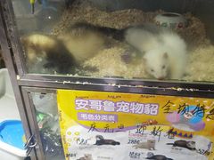 -青石桥花鸟鱼虫市场(叠翠城店)