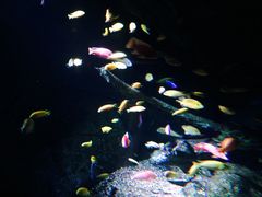 -暹罗海洋世界