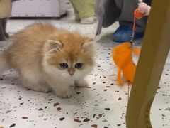 -柚子猫舍·精品猫舍购猫·猫咪认养·购宠·宠物店