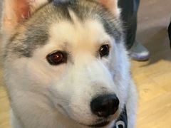 -Husky Go! 哈士奇体验馆·宠物咖啡厅狗咖