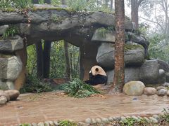 -中国大熊猫保护研究中心雅安碧峰峡基地