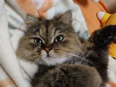-老吴的猫·猫舍(新区店)