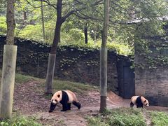 -都江堰中华大熊猫苑