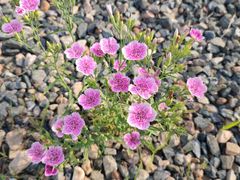 -敕勒川草原文化旅游区