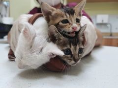 -瑞鹏宠物医院·骨科·猫科·内科(第一中心)