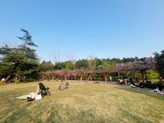 -嘉定紫藤园