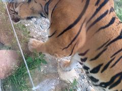 -栾川竹海野生动物园