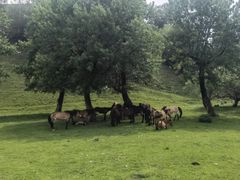 -新疆那拉提国家旅游度假区