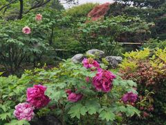 -西湖外事游船(花港观鱼码头)