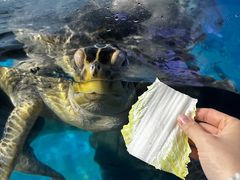 -烟台海昌鲸鲨海洋公园