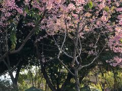 -仙岳公园