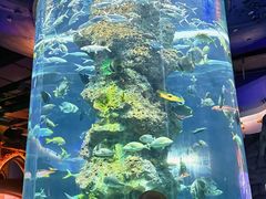 -芜湖新华联大白鲸海洋公园