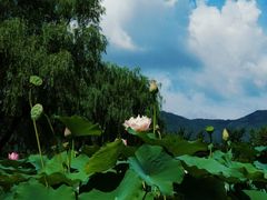 -国家植物园南园