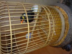 大堂的鹩哥-月亮河温泉度假酒店