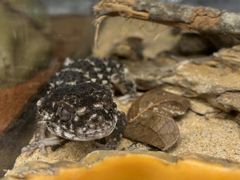 -帕帕拉兹宠物(亚洲旗舰店)