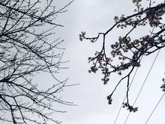 -樱桃山旅游景区