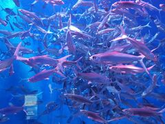 -成都浩海立方海洋公园