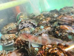 -正亮农家院·海鲜本地菜